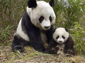 娱乐圈吃瓜直播录屏与网络暴力：黑料吃瓜总站的双面故事